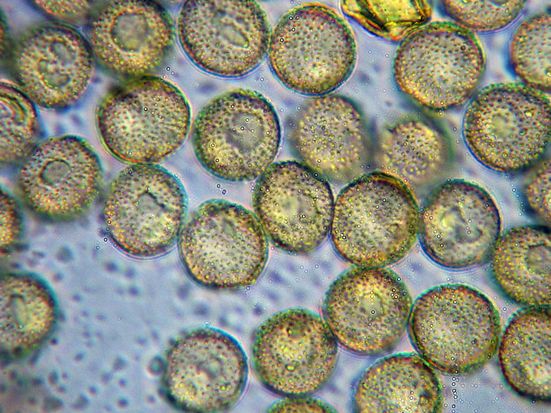 Perichaena corticalis